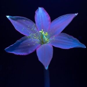 Meet your Posher, Zay